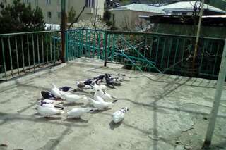 Дома для отпуска Cozy private house with garden in a big center of Yerevan Ереван-6